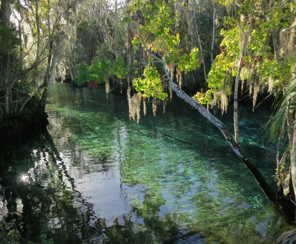 Clear spring-fed waterway under Spanish moss and oaks in Citrus County