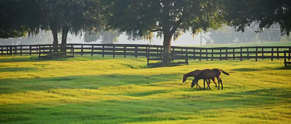 Horses grazing in a fenced pasture under live oaks in Marion County horse country